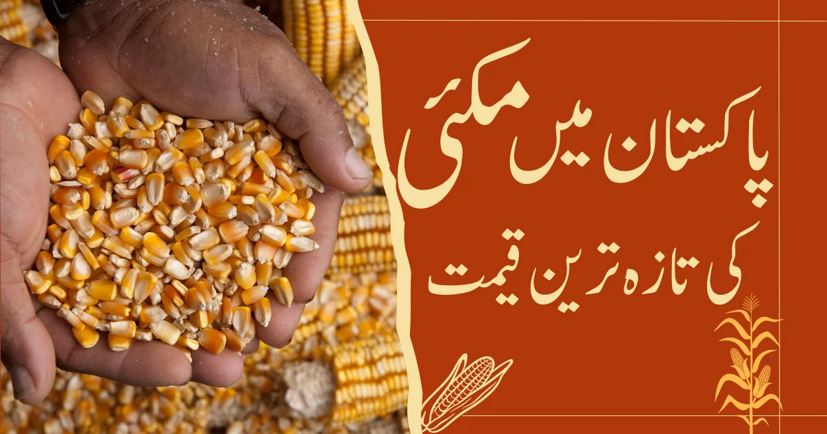 Today Corn Price In Pakistan