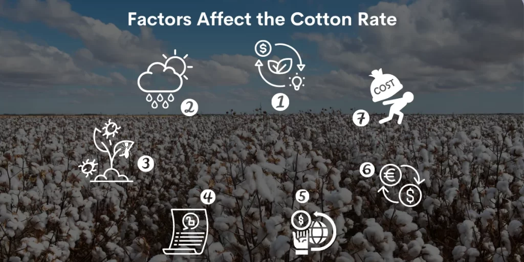 cotton price in pakistan today