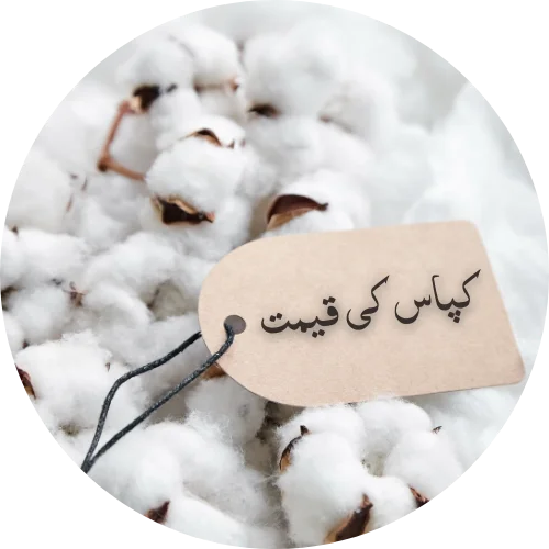 cotton rate in pakistan