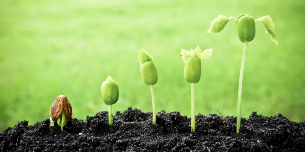 Cotton Seed Germination