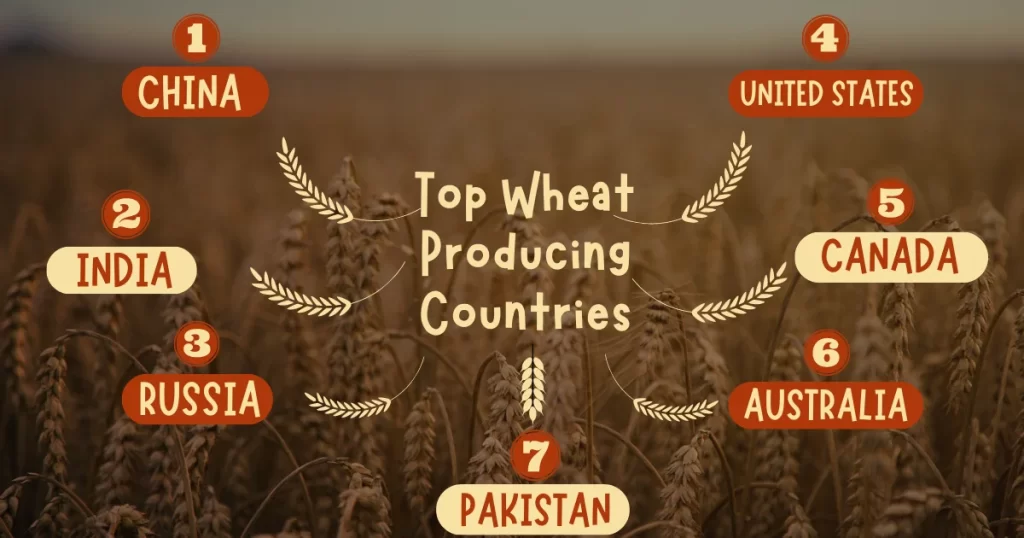 top wheat producing countries