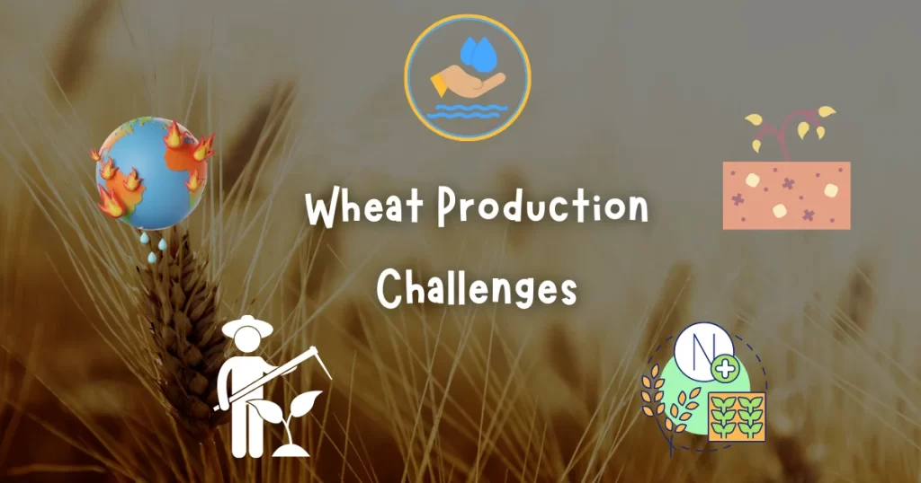 wheat production