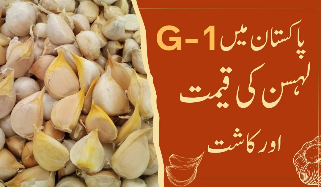 G1 Garlic