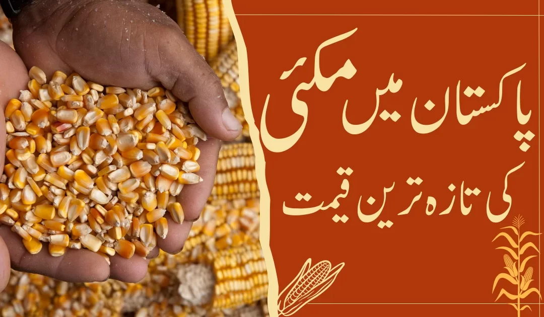 corn price in pakistan