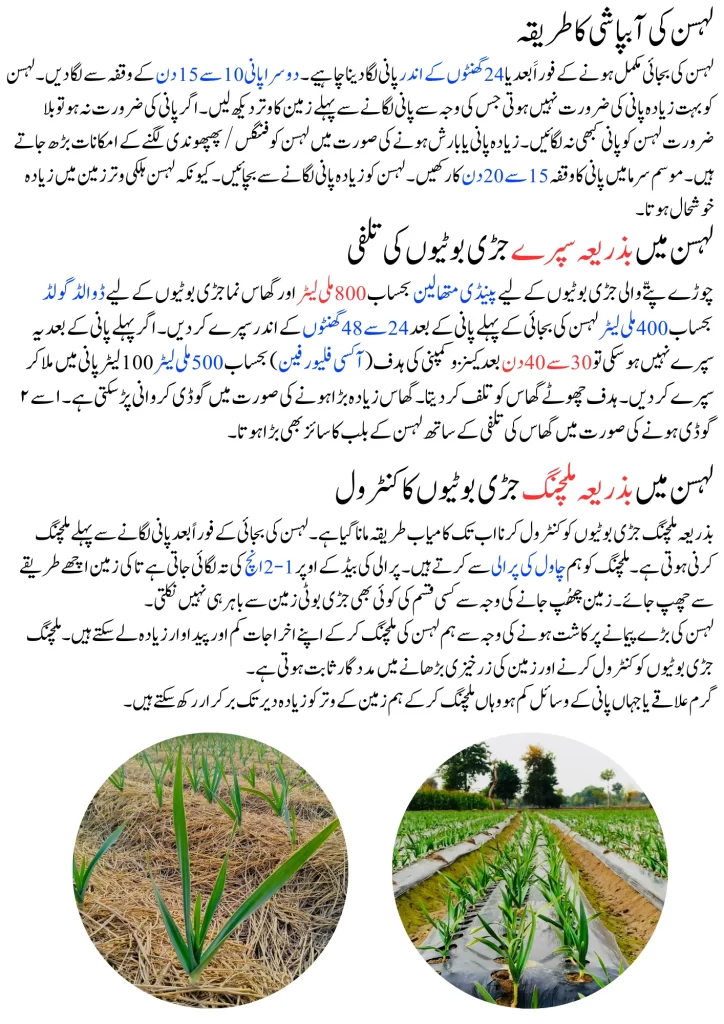 garlic cultivation in pakistan