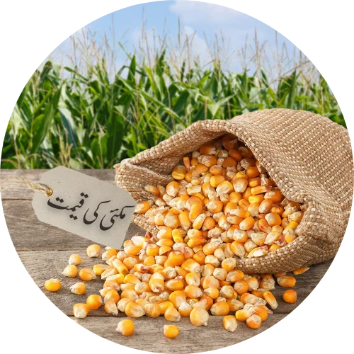 today corn rate in pakistan