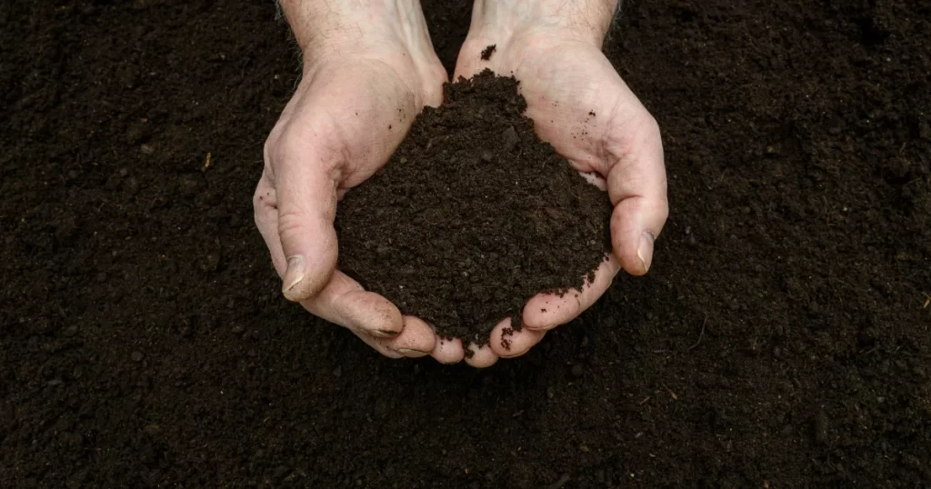 organic fertilizer