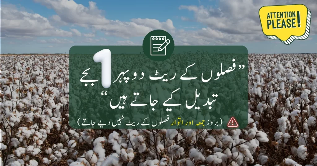 cotton price update