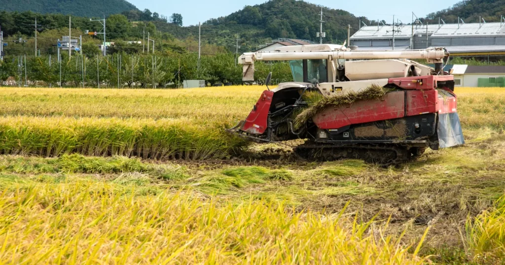 rice harvesting