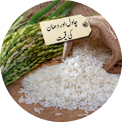 rice price in pakistan today