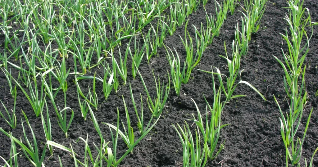 garlic cultivation on flat land