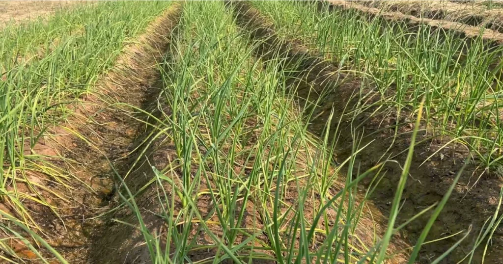 garlic cultivation on planter bed