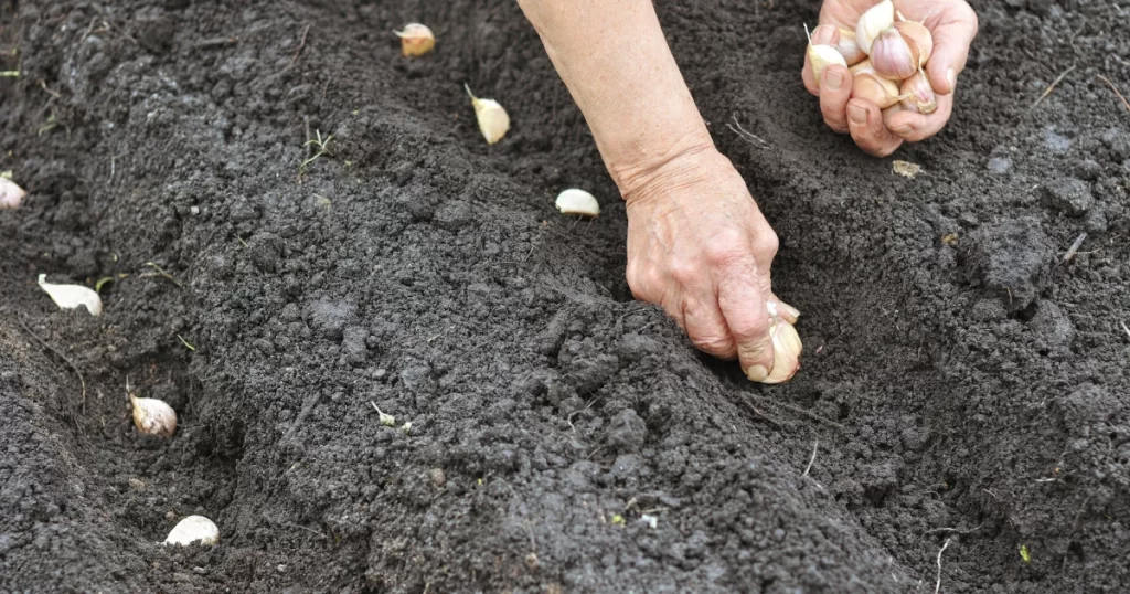 garlic cultivation