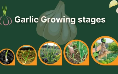 10 Garlic Growing Stages Cultivation to Harvesting