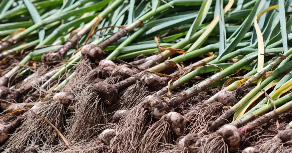 garlic harvesting