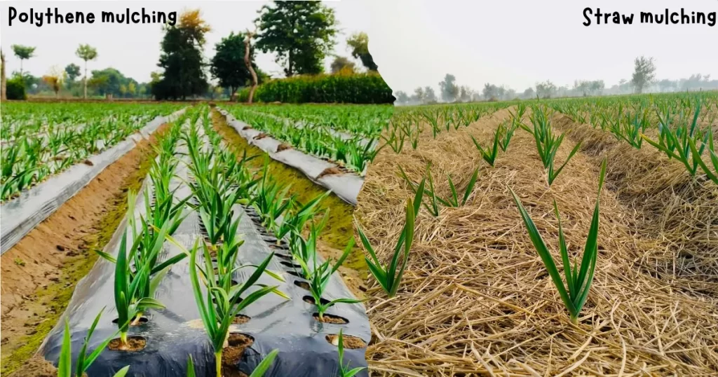 garlic mulching