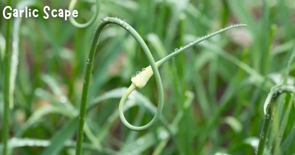 garlic scape