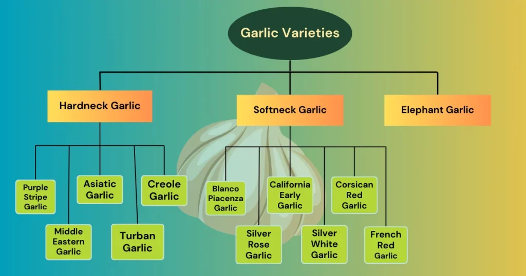 hardneck garlic and softneck garlic