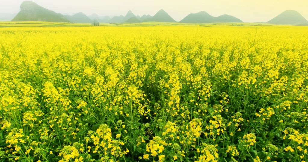 mustard farming