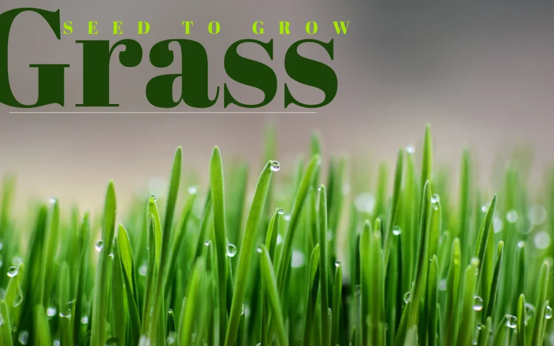 How Long Does it Take For Grass Seed To Grow ?