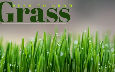 How Long Does it Take For Grass Seed To Grow ?