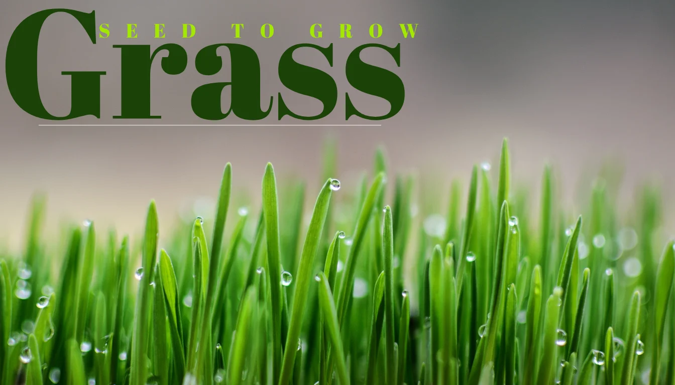 How Long Does it Take For Grass Seed To Grow