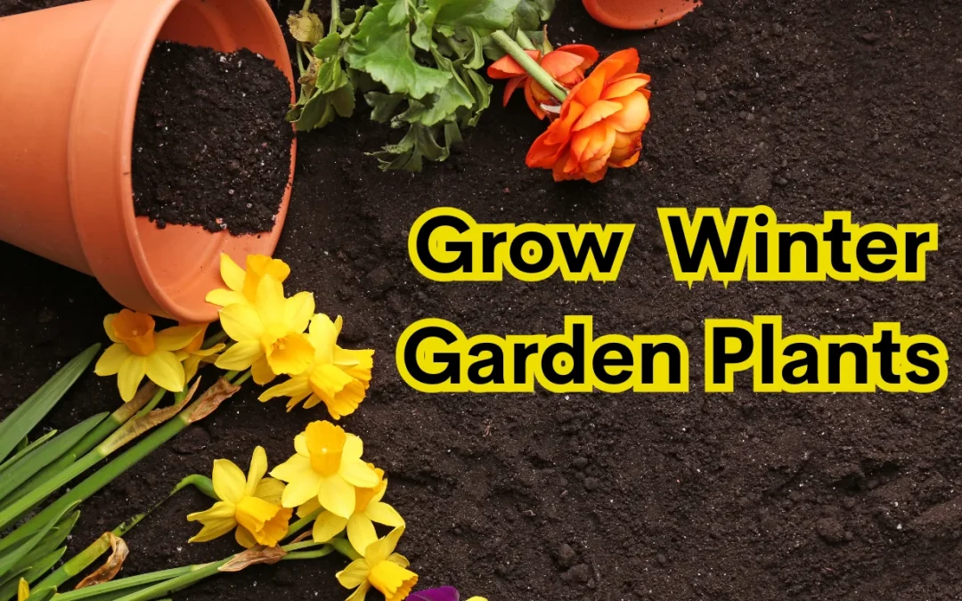 Growing Winter Garden Plants: A Complete Guide