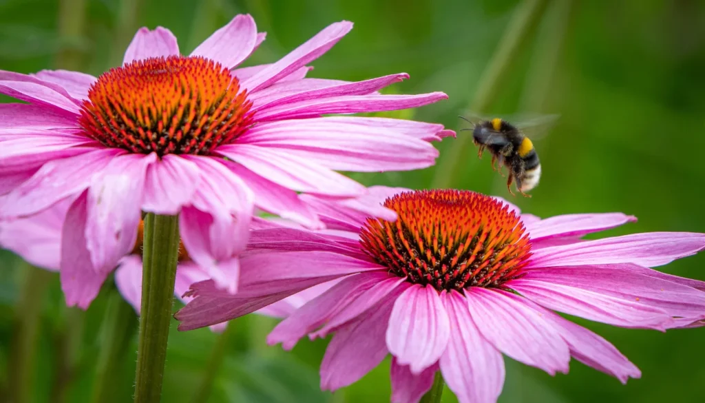 echinacea growing