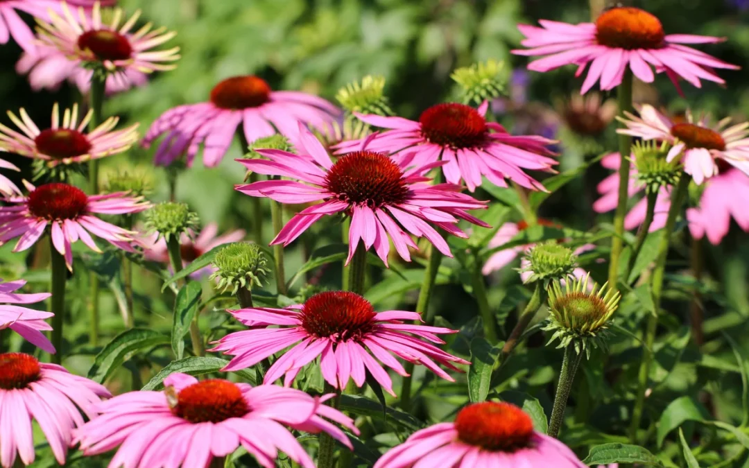 growing echinacea