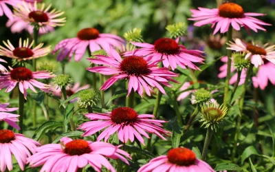 Growing Echinacea from seed: A Guide to Planting and Care