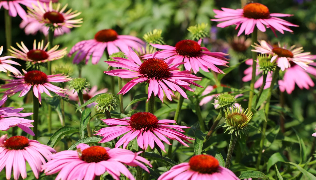 growing echinacea