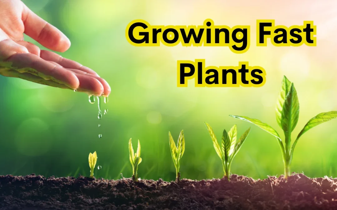 10 Tips for Growing Fast Plants