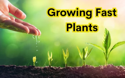 10 Tips for Growing Fast Plants