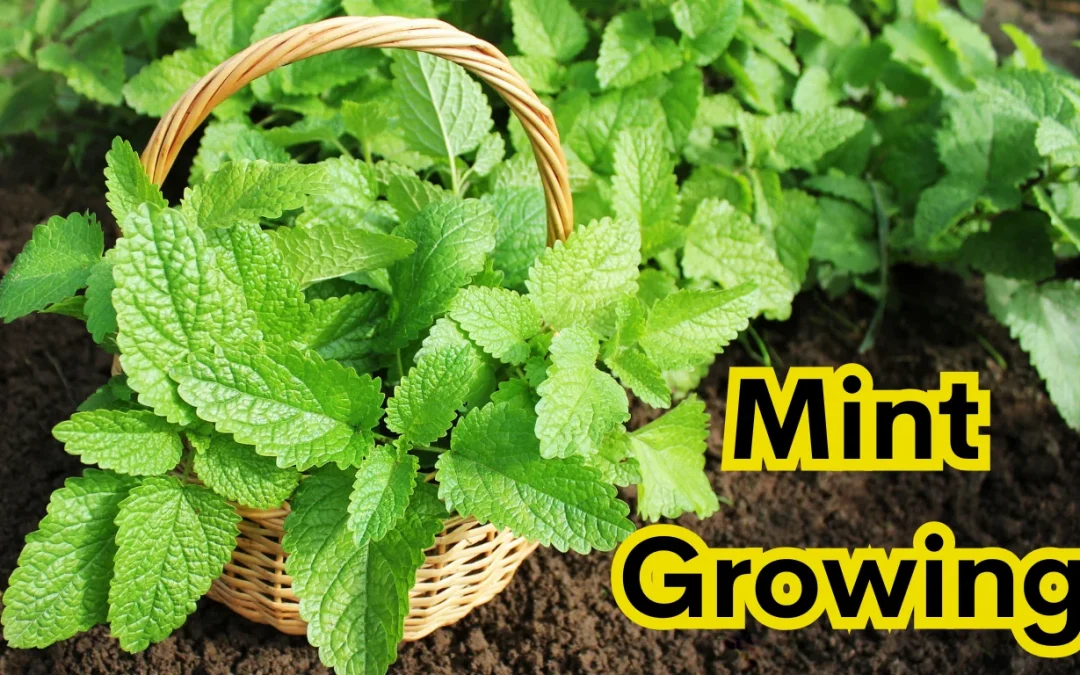 growing mint indoors