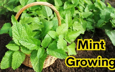 Growing Mint Indoors: Easy Steps for Fresh Herbs