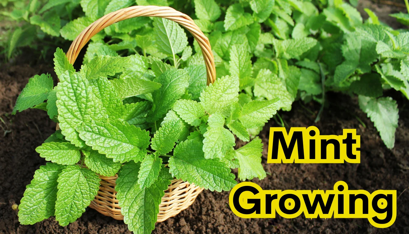 growing mint indoors