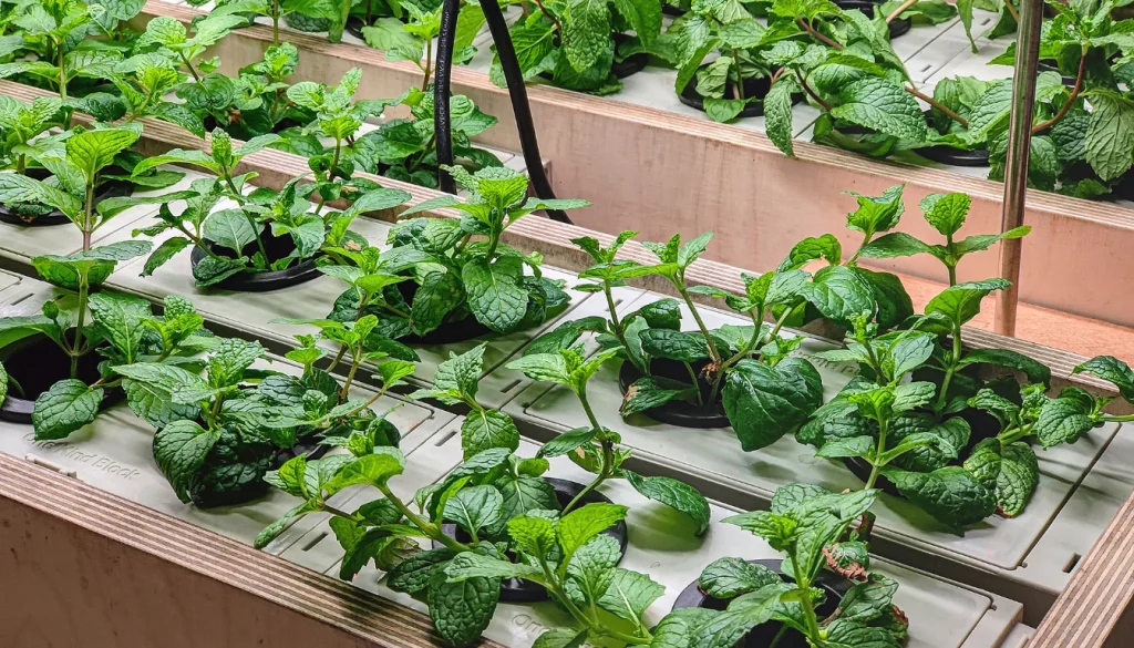 growing mint leaves indoors