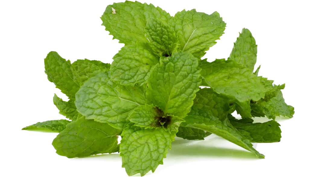 how do i grow mint indoors