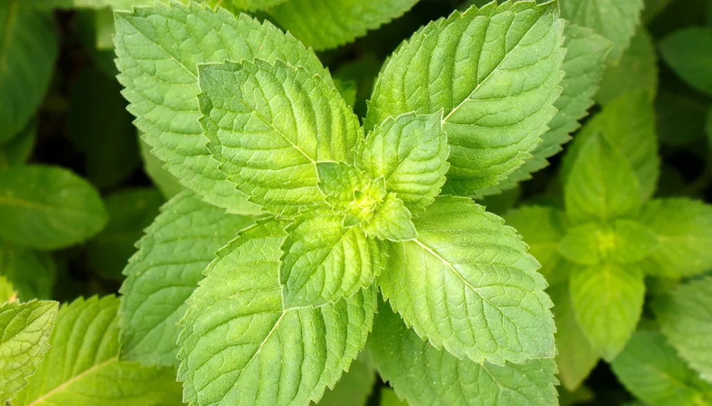 mint plant